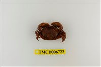 藏品(絨毛近方蟹)的圖片